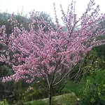 L'arcobaleno Bed and Breakfast Σορέντο