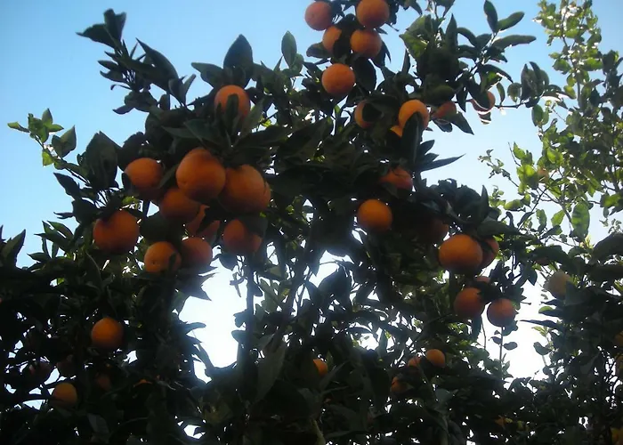 拉科博雷诺住宿加早餐旅馆 住宿加早餐酒店 索伦托