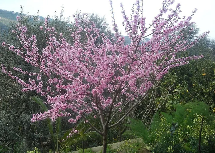 라르코발레노 B&B 소렌토